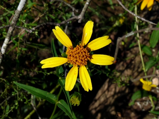 {Jamesianthus alabamensis}